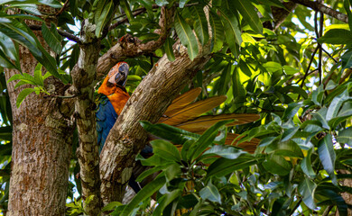 Blue-and-Yellow Macaw Perched in Lush Green Tree