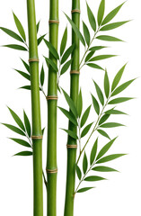 Obraz premium Lush Green Bamboo Stalks Surrounded by Vibrant Leaves Against a Clean, Crisp Aesthetic, Isolated on Transparent and White Background