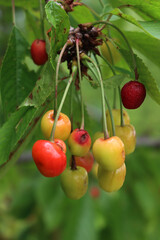 Diseased ripe and unripe cherry fruits on branches. Prunus avium tree with illness