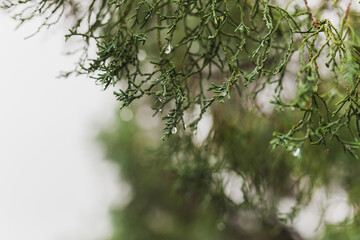 Pinetree with raindrop on the needles on rainy day in the park.