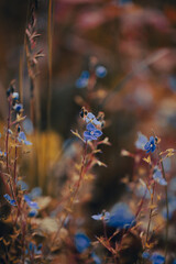 A cluster of delicate blue flowers stands out against a backdrop