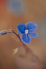 A cluster of delicate blue flowers stands out against a backdrop
