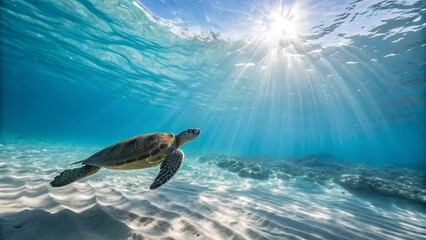 Obraz premium turtle swimming in the ocean