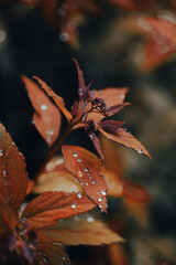 Vibrant autumn leaves showcase shades of orange and red