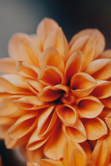 Fototapeta premium Bright orange flowers with layered petals