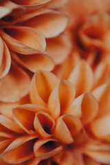 Bright orange flowers with layered petals