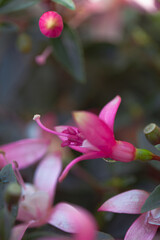 Beautiful macro photo of fuchsia flower
