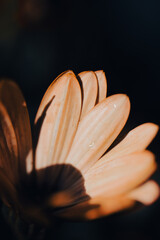 In a serene garden, orange flowers bloom vibrantly as soft light filters through