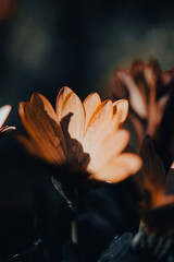 In a serene garden, orange flowers bloom vibrantly as soft light filters through