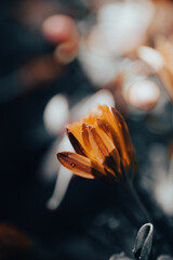 In a serene garden, orange flowers bloom vibrantly as soft light filters through