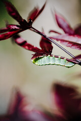 A caterpillar is perched on a delicate leaf