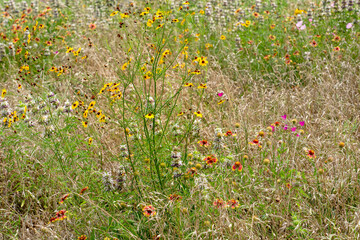 A colorful wildflower meadow in Texas features yellow tickseed, red and yellow Indian blanket flower, bright pink wine cups, pale pink primrose spotted beebalm.