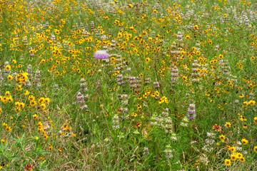 A roadside field of native Texas wildflowers, including tickseed, spotted beebalm, Indian blanket, and American basketflower.