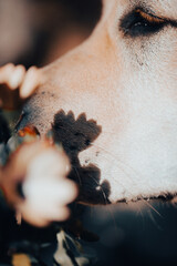 A curious dog sniffs at vibrant flowers, exploring its surroundings