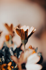In a serene garden, orange flowers bloom vibrantly as soft light filters through