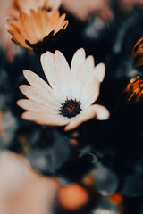 In a serene garden, orange flowers bloom vibrantly as soft light filters through