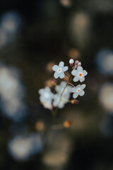 Small clusters of white flowers with striking orange centers