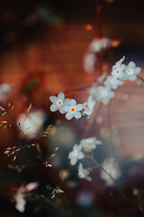 Small clusters of white flowers with striking orange centers