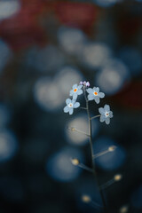 Small clusters of white flowers with striking orange centers