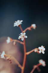 Small clusters of white flowers with striking orange centers