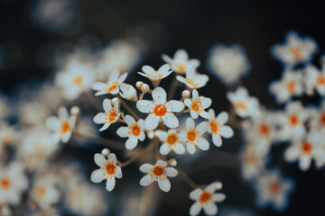 Small clusters of white flowers with striking orange centers