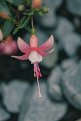 Colorful fuchsia flowers open their delicate petals towards the soft light