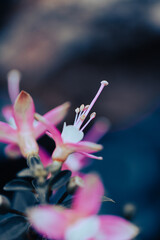 Colorful fuchsia flowers open their delicate petals towards the soft light