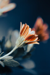 A cluster of delicate orange flowers stands out against a dark background.