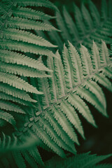 Numerous vibrant lush fern leaves overlap