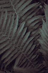 Numerous vibrant lush fern leaves overlap