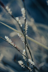 In a serene garden, beige flowers bloom vibrantly as soft light filters through
