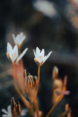 Small white flowers with yellow accents