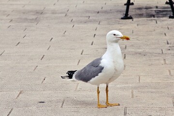 large seabird, seagull standing on the sidewalk, majestic seagull