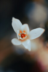Small white flowers with yellow accents