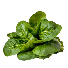 Fototapeta premium Fresh organic romaine lettuce leaves, vibrant green and crisp, perfect for salads and healthy dishes