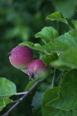Close-up of small red and green  Florina apples growing on branch on tree in the orchard. Malus domestica