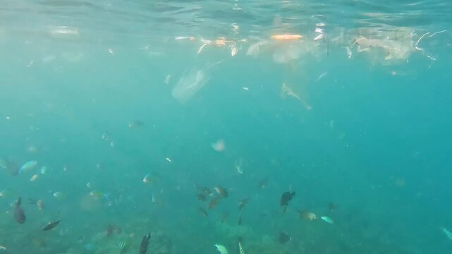 Snorkeling with shoals of fish feeding in ocean currents with masses of plastic waste drifting on water surface in tropical island destination