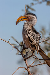 South Africa, Kruger National Park, Southern Yellow-billed Hornbill (Tockus leucomelas)