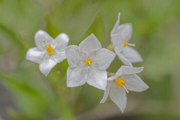 Solanum carolinense flower (bull nettle, horse nettle, Devil's tomato)