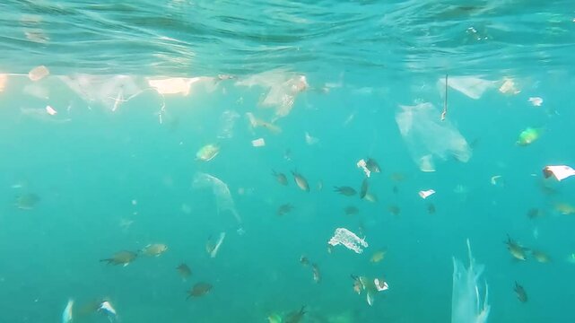 Shoals of tropical fish swimming and feeding amongst plastic pollution drifting in ocean currents on surface of water