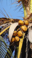 Cocos nucifera, asian coconut palm tree