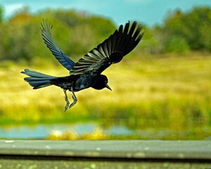 A bird flying across a marsh resembles a painting