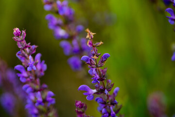 landscape with beautiful and green nature in the Republic of Moldova. Amazing green in the villages of Moldova. Summer the most beautiful season.