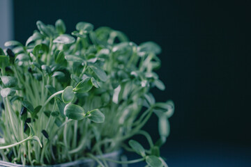 This indoor plant showcases lush green leaves emerging from a dark pot. Its vibrant foliage stands out against a dark background, highlighting healthy growth and intricate details.