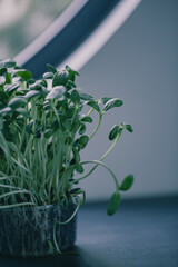 This indoor plant showcases lush green leaves emerging from a dark pot. Its vibrant foliage stands out against a dark background, highlighting healthy growth and intricate details.