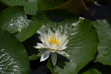 白いスイレン