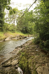 Bosque