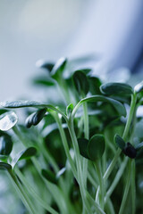 A dense collection of vibrant green microgreens thrives indoors. The plants are tightly packed in a container, with stems and leaves facing upwards, capturing natural sunlight near the window.