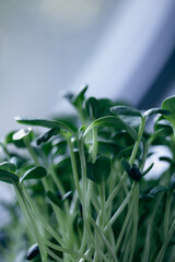 Bright green sprouts thrive in a small pot on a wooden table indoors. The warm morning light highlights their healthy leaves and promotes growth.