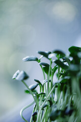 Bright green sprouts thrive in a small pot on a wooden table indoors. The warm morning light highlights their healthy leaves and promotes growth.